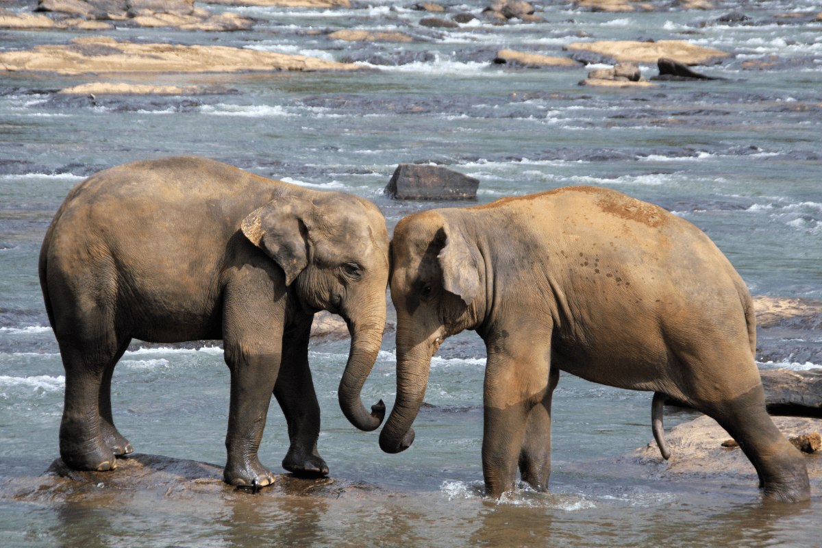 Elephant herd on a family-friendly wildlife drive — age-matched Xclusive Adventures family adventure day in Sri Lanka