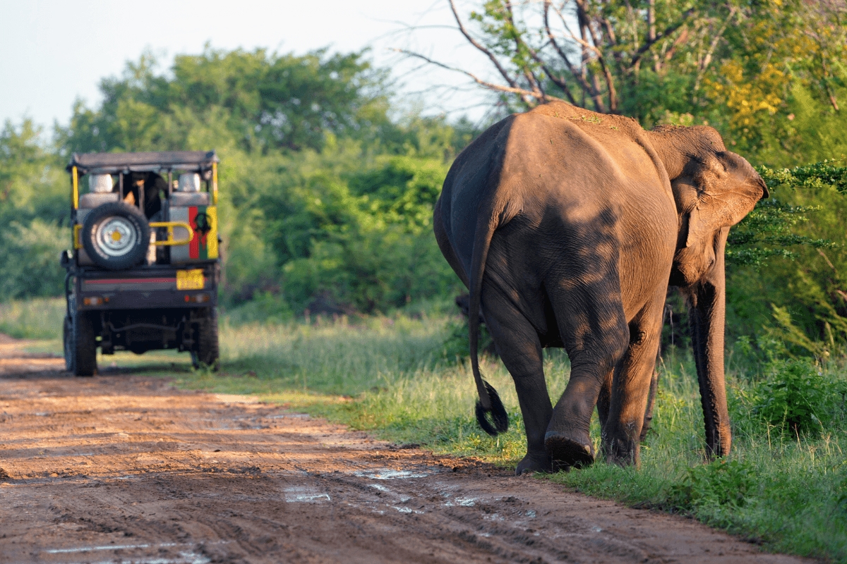 From Sigiriya to the south coast — 14-day private Sri Lanka grand tour with Xclusive Adventures